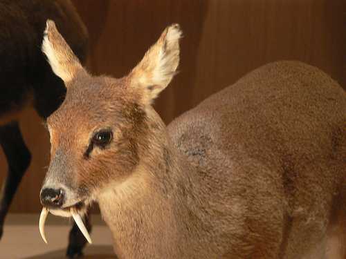 Kanchula Korak Musk Deer Sanctuary